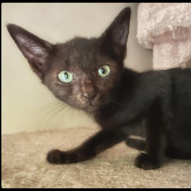A baby small-sized female Black Domestic Short Hair cat named Jiji for adoption in Roswell, GA
