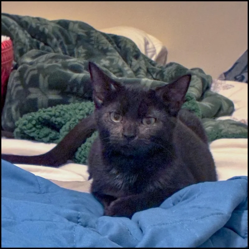 Jiji thumbnail 2