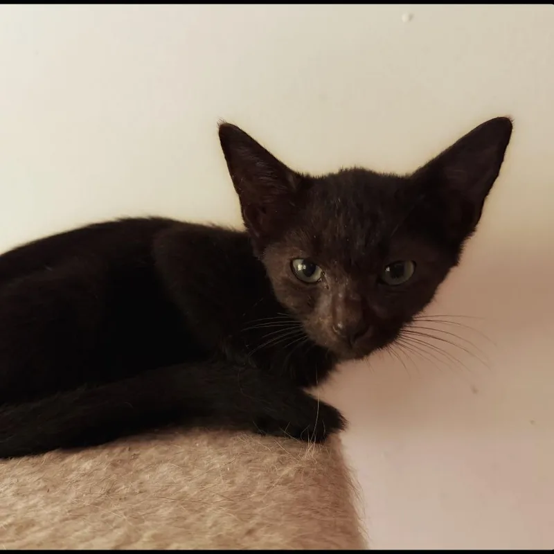 Jiji thumbnail 3