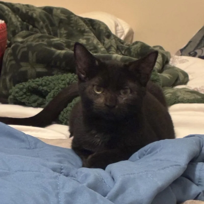 Jiji thumbnail 5