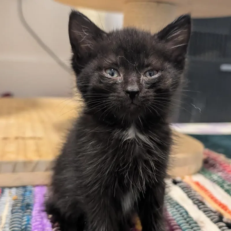A baby small-sized female Black Domestic Short Hair cat named Strawberry for adoption in Middle Village, NY