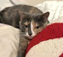 An adult small-sized female Domestic Short Hair cat named Ellie for adoption in West Chester, PA