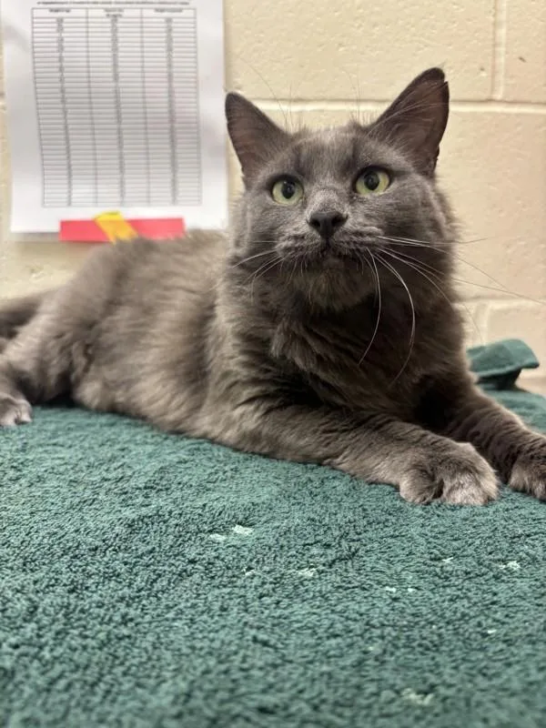 An adult small-sized female Domestic Medium Hair cat named Watermelon for adoption in Santa Rosa, CA