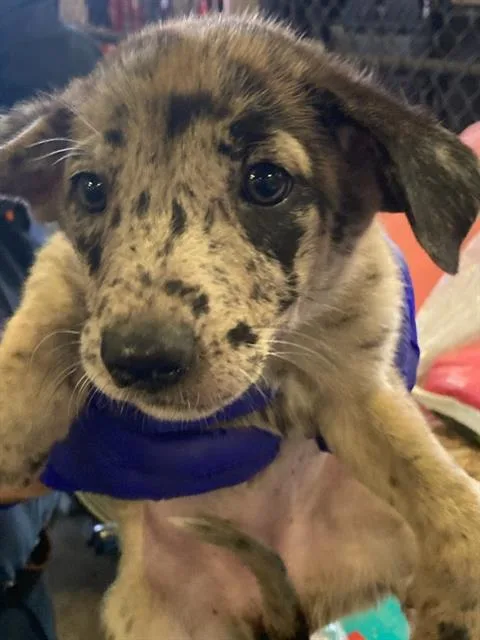 A baby medium-sized female German Shepherd Dog dog named 8 for adoption in Dallas, TX