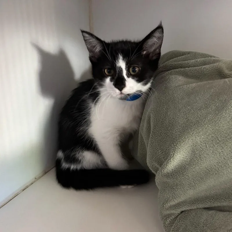 A baby small-sized female Black Domestic Short Hair cat named Voltairine for adoption in Oakland, CA