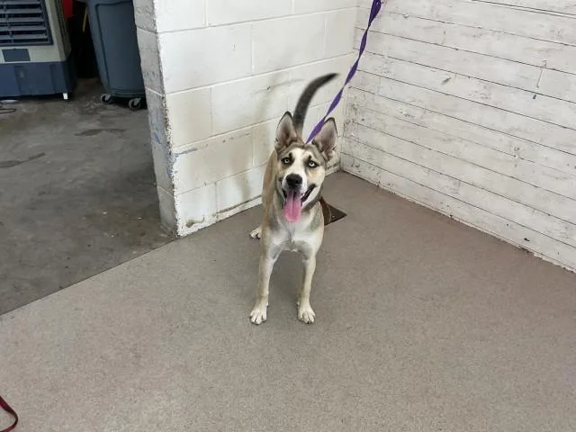 A young small-sized female Siberian Husky dog named Oakley for adoption in San Bernardino, CA