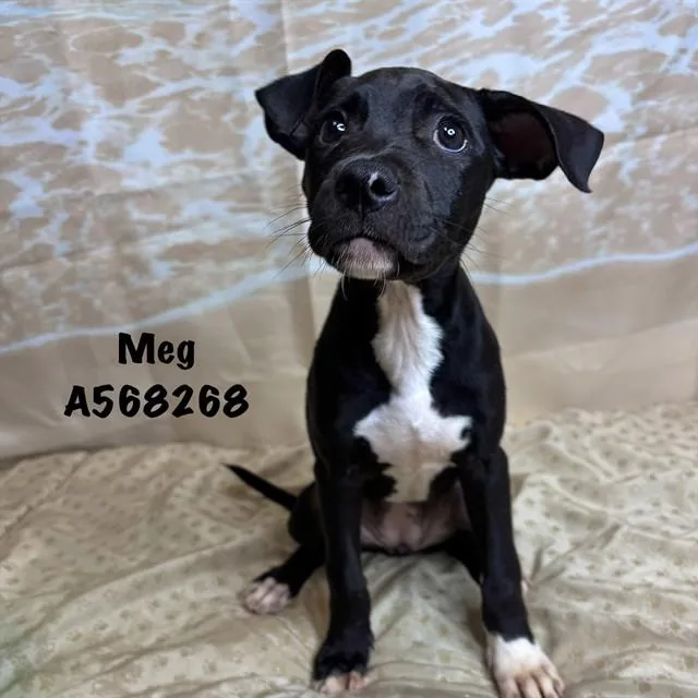 Meg