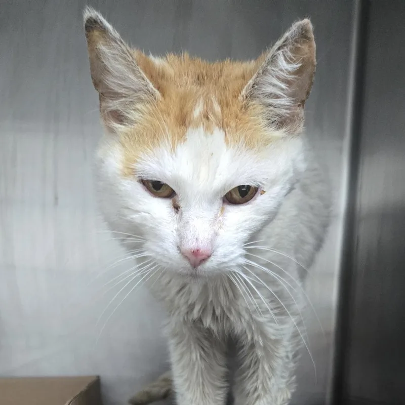 A senior small-sized female White Domestic Short Hair cat named Banana for adoption in Newark, NJ