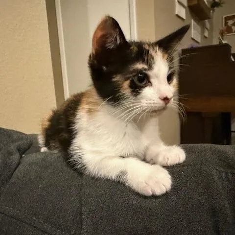 A baby medium-sized female Calico cat named Beans for adoption in Woodland Hills, CA