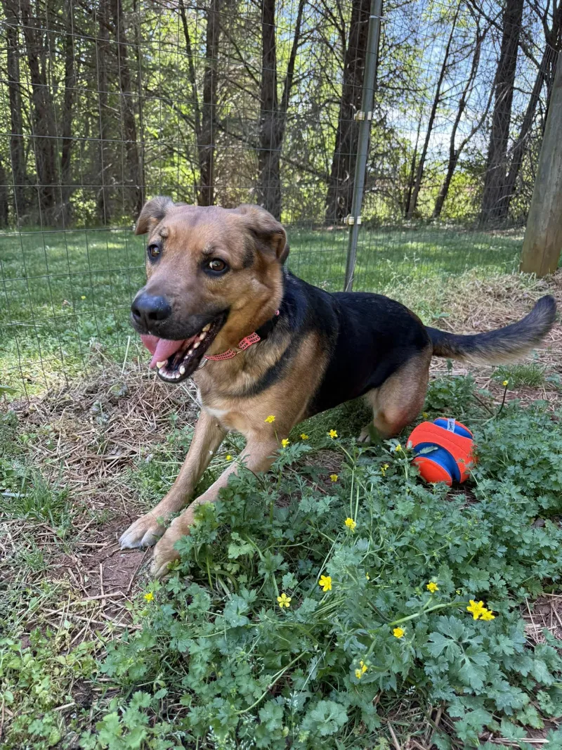 Rosie