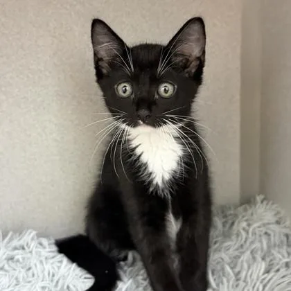 A baby small-sized male Black Domestic Short Hair cat named Perseus for adoption in Atlanta, GA