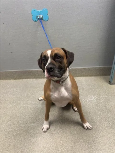 An adult large-sized male Boxer dog named Maui for adoption in Las Vegas, NV