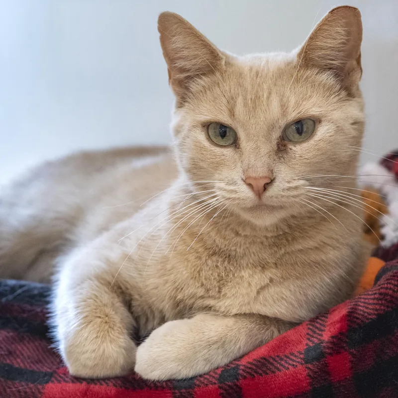 An adult medium-sized female Buff / Tan / Fawn Domestic Short Hair cat named Sylvie for adoption in Pontiac, MI