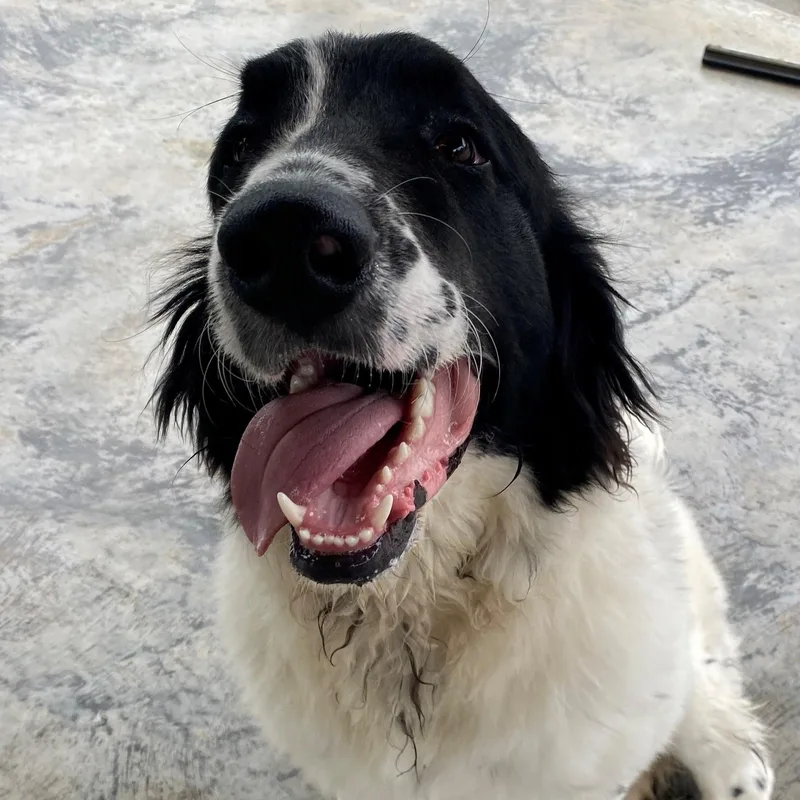 A young extra large-sized male Bicolor Newfoundland Dog dog named Mortimer for adoption in Edinburg, VA