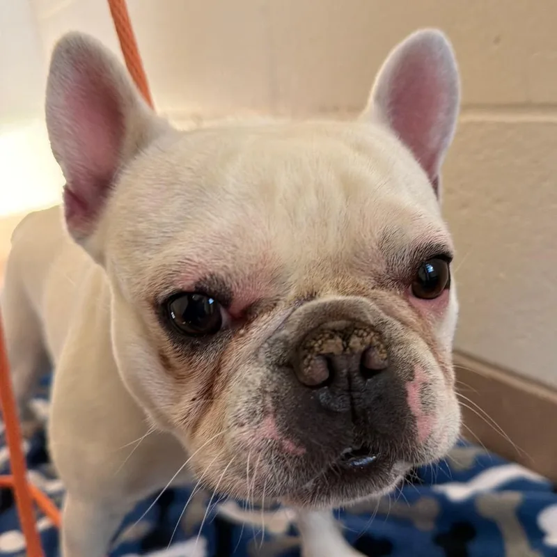 An adult small-sized male White / Cream French Bulldog dog named Louie for adoption in Reno, NV