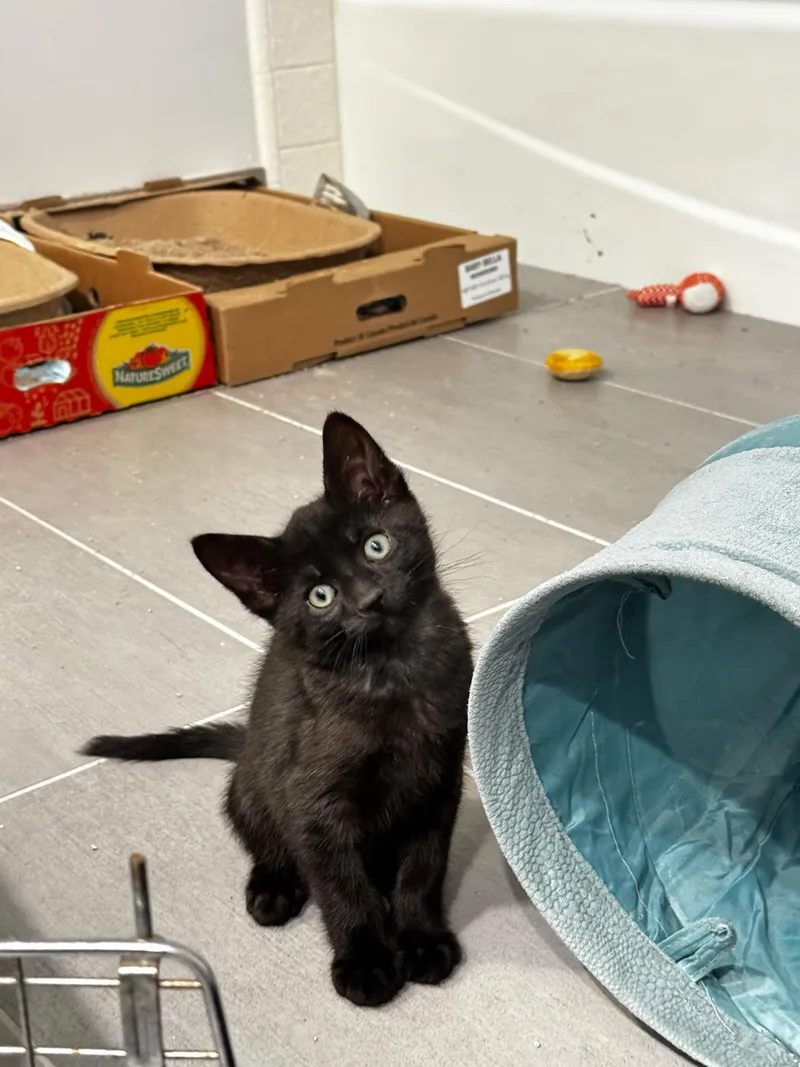 A baby medium-sized male Black Domestic Short Hair cat named Corn for adoption in Pacific Palisades, CA