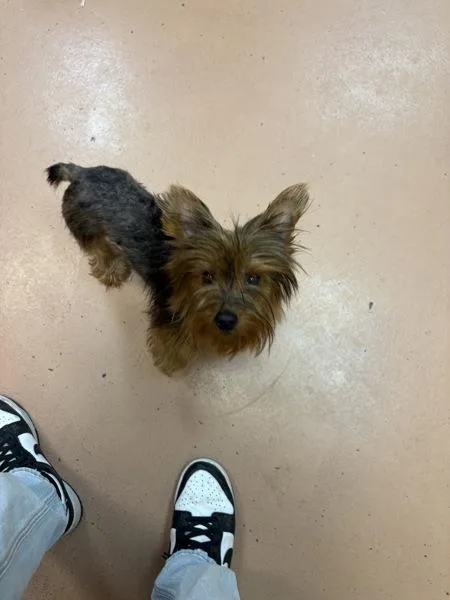 A young small-sized female Silky Terrier dog named Millie for adoption in Kennewick, WA