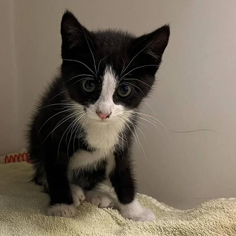 A baby small-sized male Black Domestic Short Hair cat named 71111 for adoption in Harrisonburg, VA