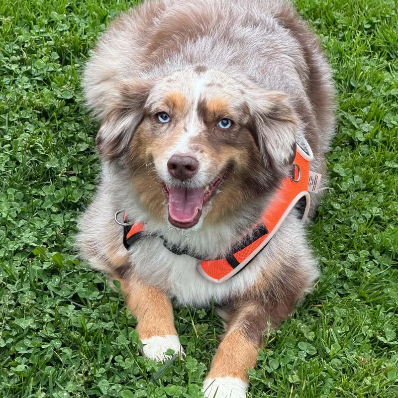 An adult medium-sized female Australian Shepherd dog named Toph for adoption in Brockport, NY