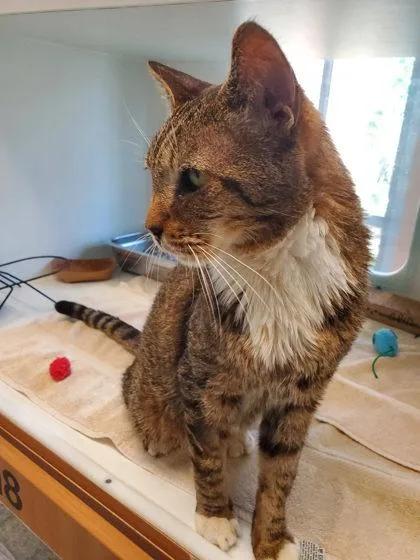 An adult medium-sized male Domestic Medium Hair cat named Opus for adoption in Fairfax, VA