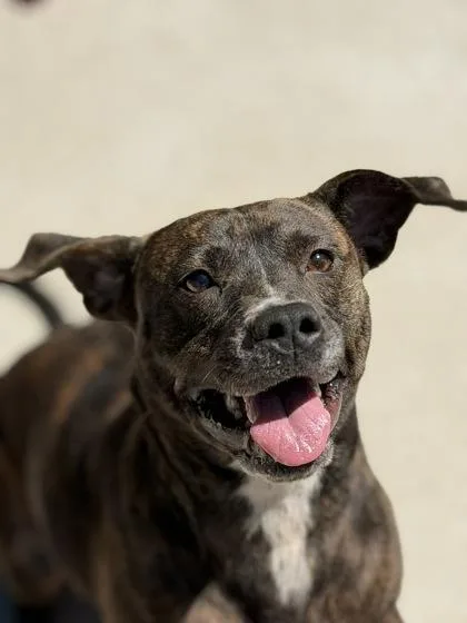 An adult medium-sized female Pit Bull Terrier dog named Willow for adoption in King William, VA