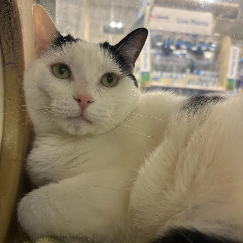 An adult large-sized male White Domestic Short Hair cat named Linny for adoption in Hopewell, VA