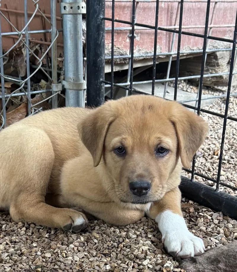 A baby large-sized female Mastiff dog named Sea for adoption in Bolivar, MO