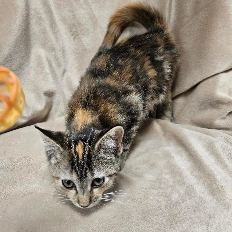 A baby small-sized female Torbie Domestic Short Hair cat named Lisbon for adoption in Brighton, MO