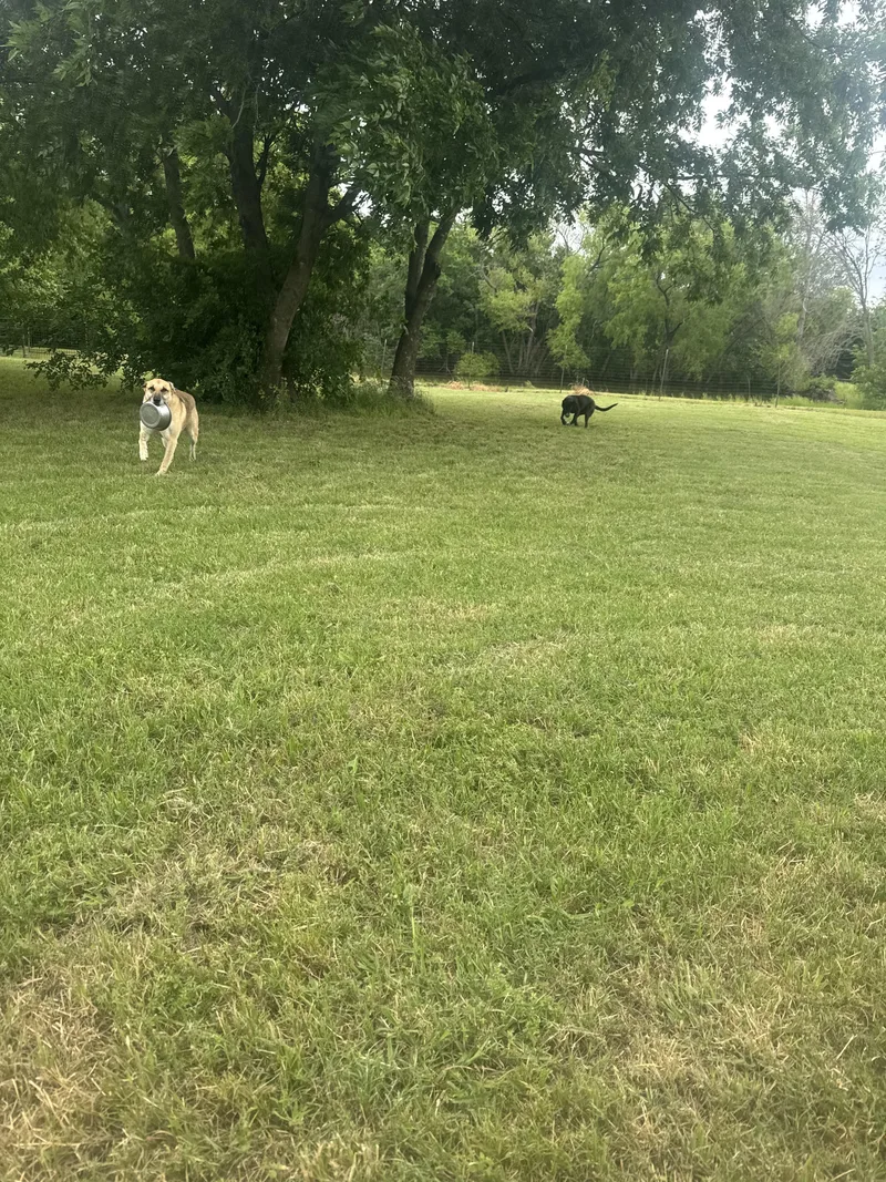 An adult large-sized female Yellow / Tan / Blond / Fawn Shepherd dog named Hailey for adoption in Sherman, TX