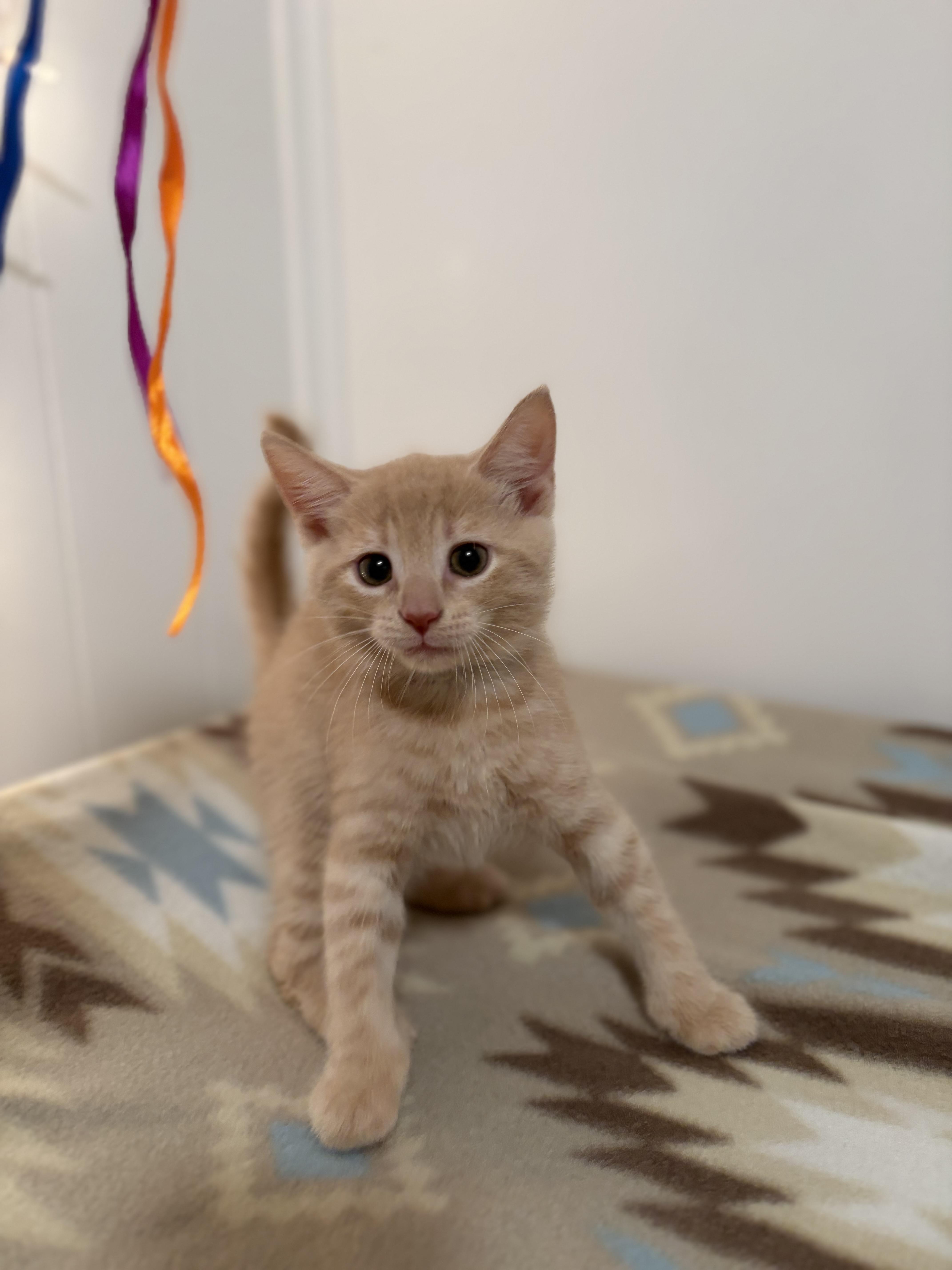 A baby medium-sized male Domestic Short Hair cat named Colby for adoption in Mechanicsburg, PA