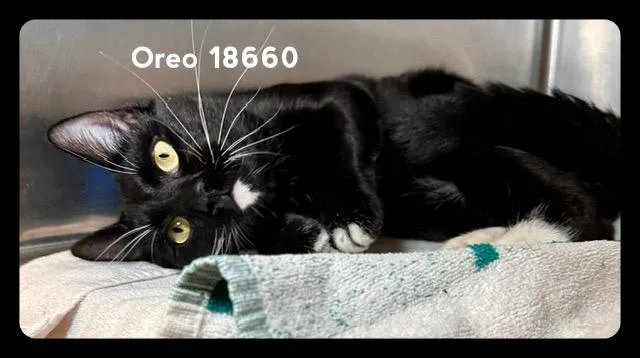 An adult medium-sized male Black & White / Tuxedo Domestic Short Hair cat named Oreo for adoption in Marietta, GA