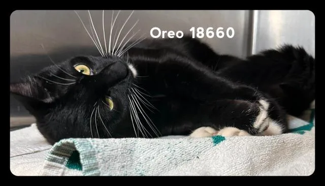 Oreo thumbnail 4