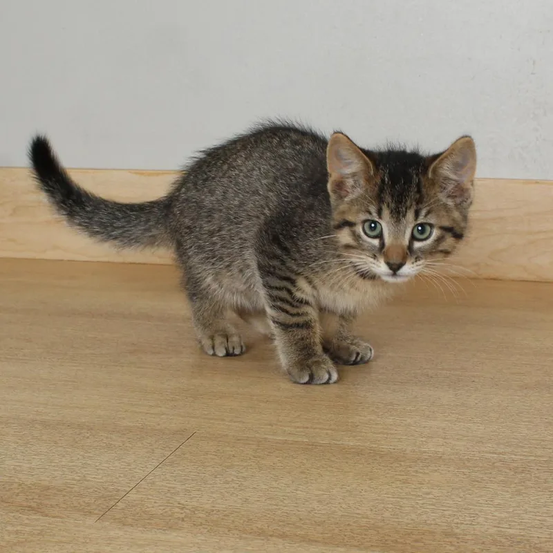 A baby small-sized female Brown / Chocolate Domestic Short Hair cat named Gabriella C for adoption in Minnetonka, MN