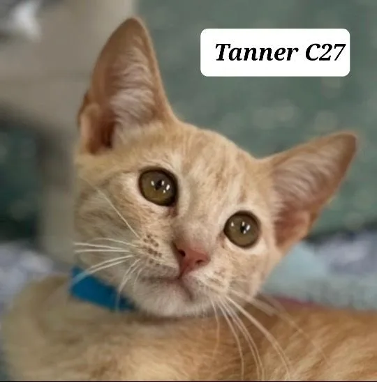 A baby medium-sized male Tabby (Orange / Red) Domestic Short Hair cat named Tanner for adoption in Morganton, NC