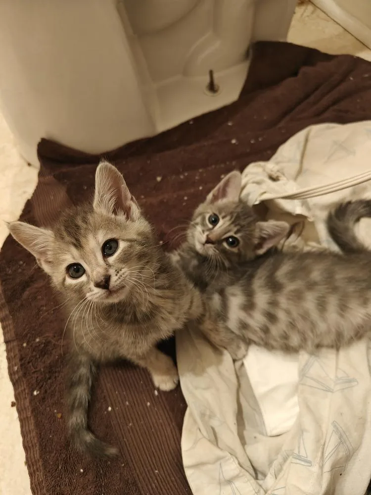 A baby small-sized female Gray & White Domestic Short Hair cat named To for adoption in Chicago, IL