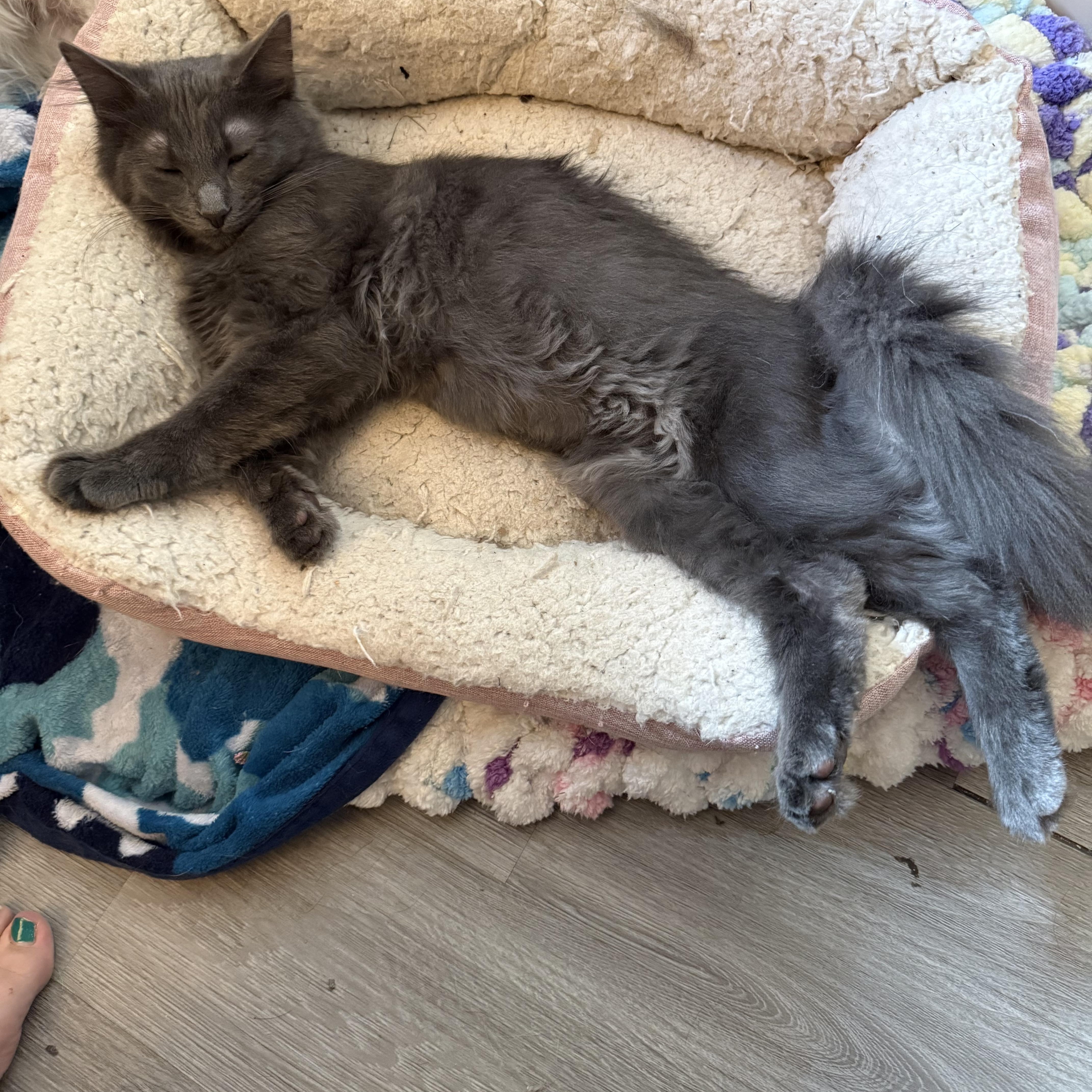 A young small-sized male Gray / Blue / Silver Domestic Long Hair cat named Gene for adoption in Highland, IN