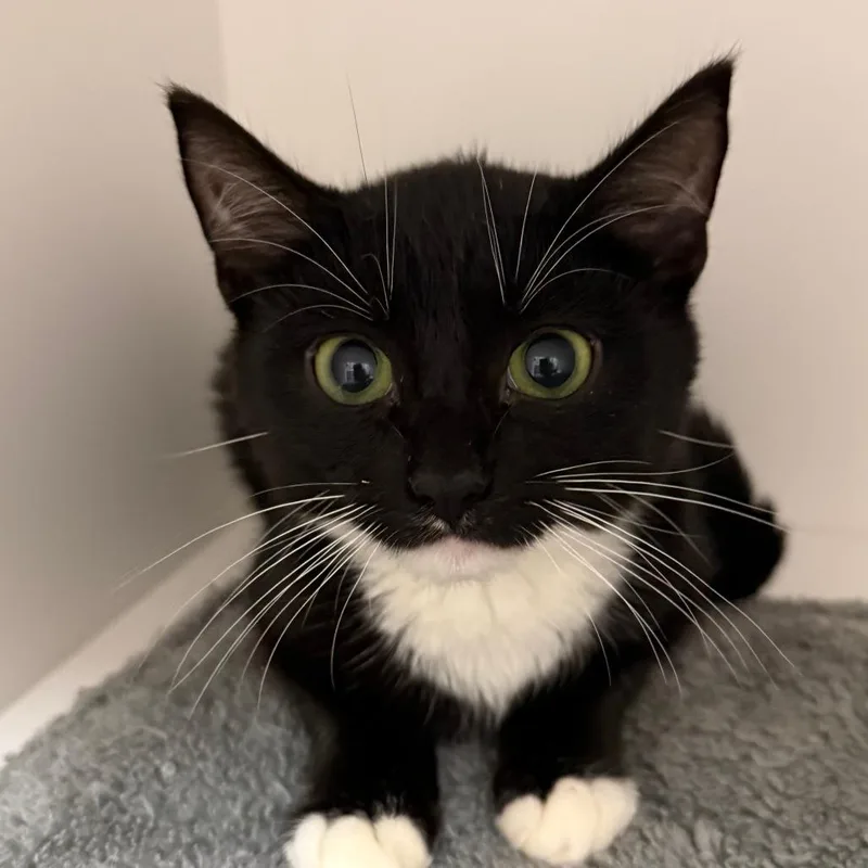 A baby small-sized male Domestic Short Hair cat named Bronson for adoption in Cumming, GA