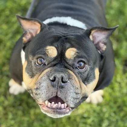An adult medium-sized female Bulldog dog named Mamas for adoption in Sacramento, CA