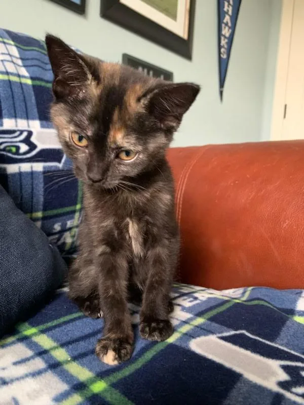 A baby medium-sized female Tortoiseshell cat named Friday for adoption in Pasco, WA