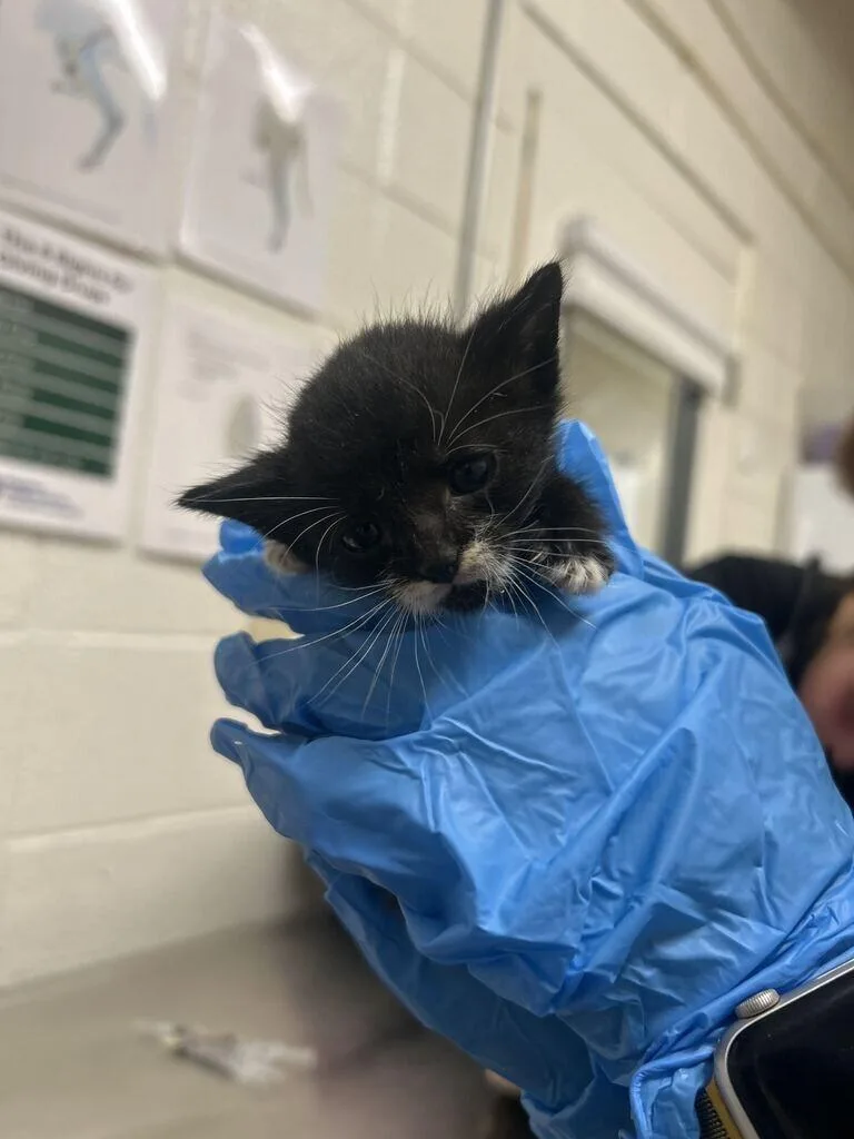 A baby medium-sized male Black Domestic Short Hair cat named Orzo for adoption in Fruit Heights, UT