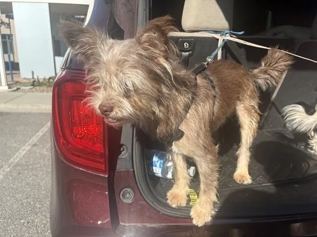 Fozzie Bear