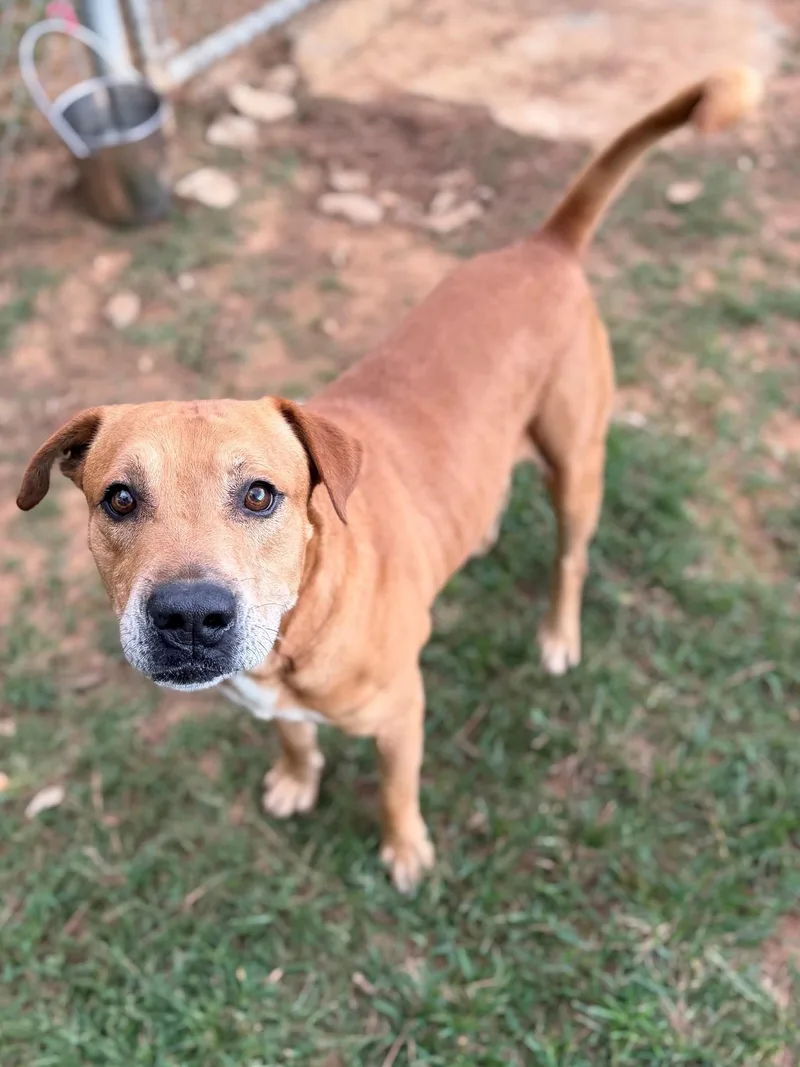 An adult medium-sized male Golden Mixed Breed dog named Finn for adoption in Summerdale, AL