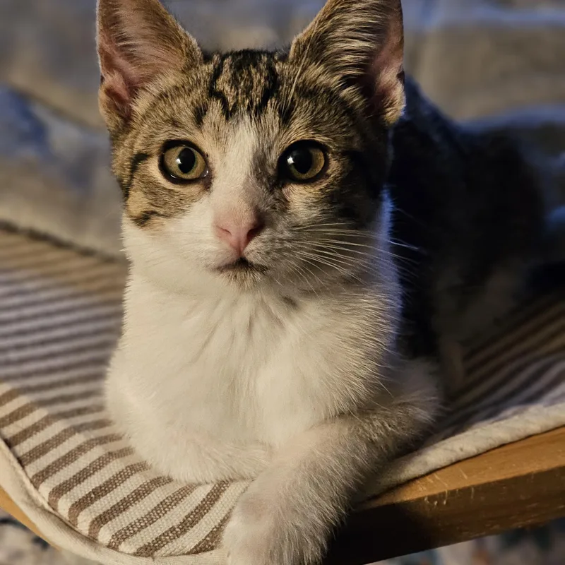 A baby medium-sized male Tabby (Brown / Chocolate) Domestic Short Hair cat named Noodle for adoption in Toledo, OH