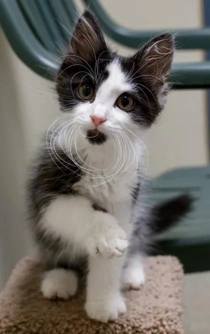 A baby small-sized male Domestic Long Hair cat named Leroy for adoption in Baraboo, WI