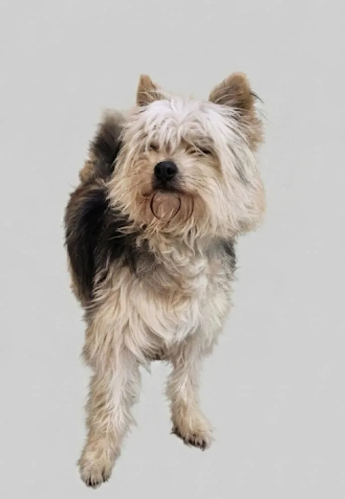 An adult medium-sized male Yorkshire Terrier dog named Seymour for adoption in Vineland, NJ