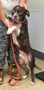 A young medium-sized male Brown / Chocolate Boston Terrier dog named Scotty for adoption in La Grange, TX