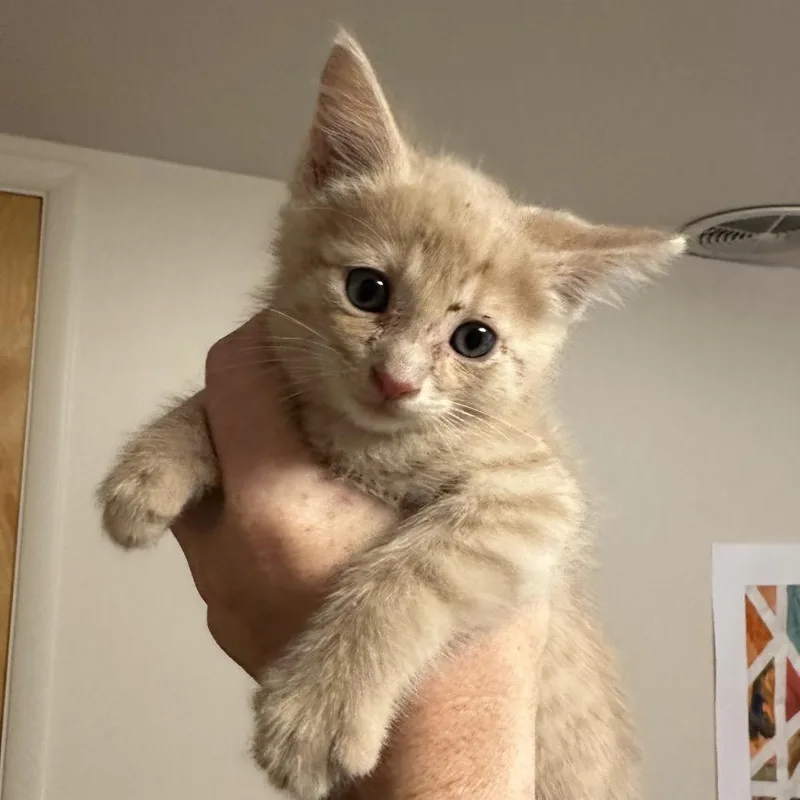 A baby small-sized male Buff / Tan / Fawn Domestic Short Hair cat named Toast Baxter for adoption in Eagle Mountain, UT