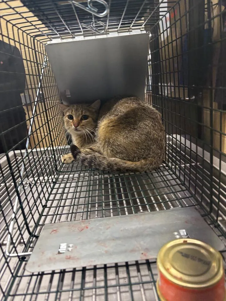 A young medium-sized female Domestic Short Hair cat named Wimzy for adoption in Douglasville, GA