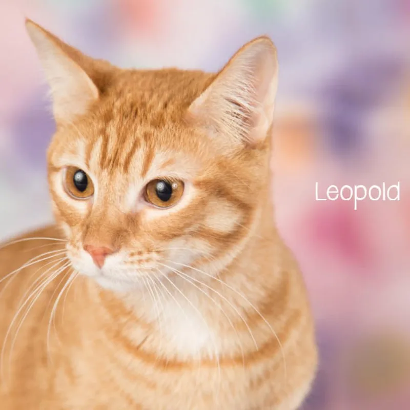 Leopold thumbnail 3