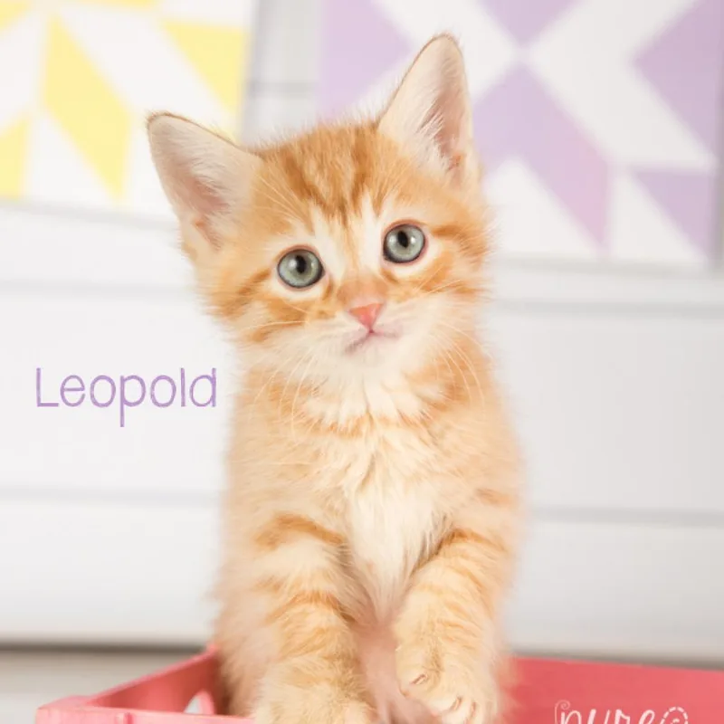 Leopold thumbnail 6